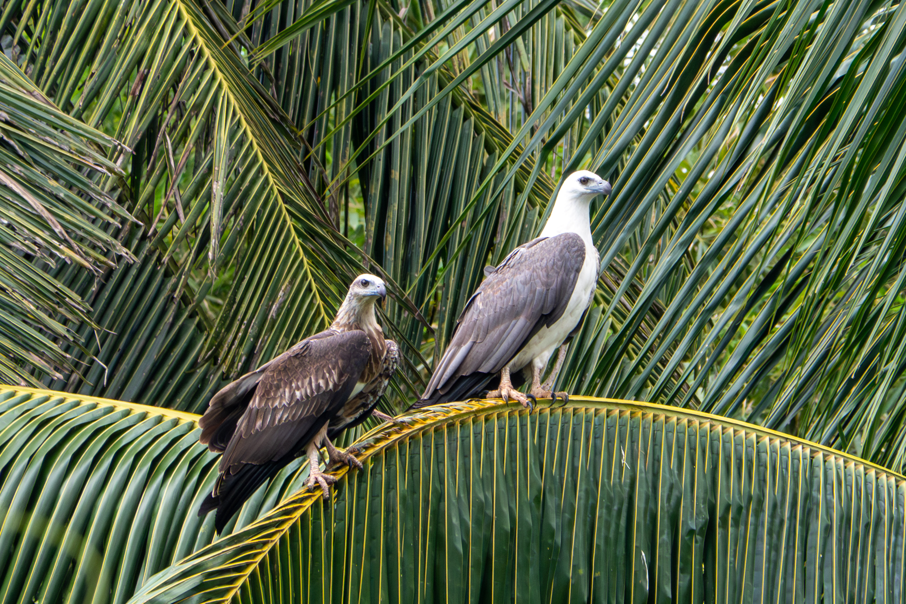 White-bellied Sea Eagles (image by Dave Farrow)