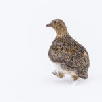 White-bellied Seedsnipe (image by Mike Watson)