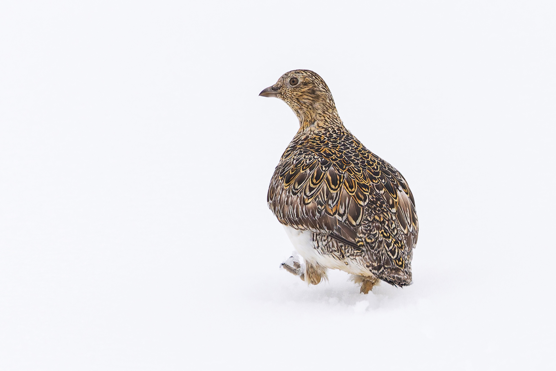 White-bellied Seedsnipe (image by Mike Watson)