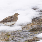 White-bellied Seedsnipe (image by Mike Watson)