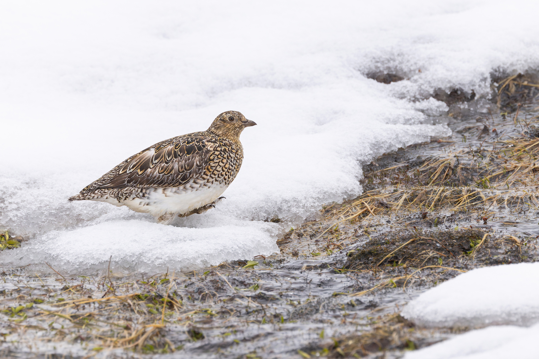 White-bellied Seedsnipe (image by Mike Watson)