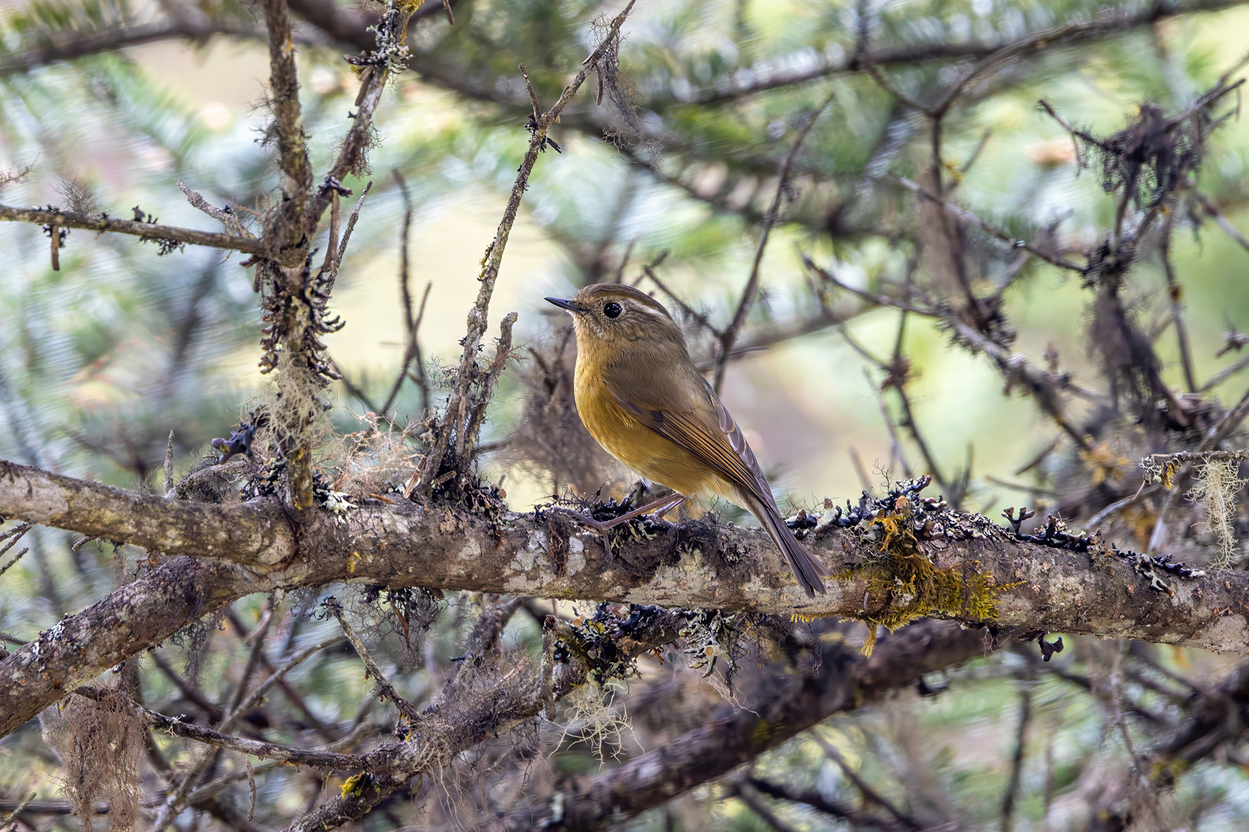 female White-browed Bush Robin (image by Nik Borrow)