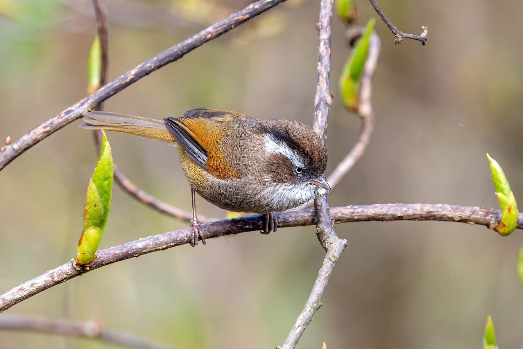 White-browed Fulvetta (image by Nik Borrow)