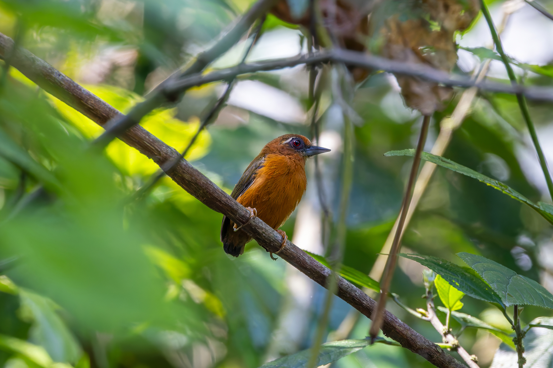 White-browed Piculet (image by Nik Borrow)