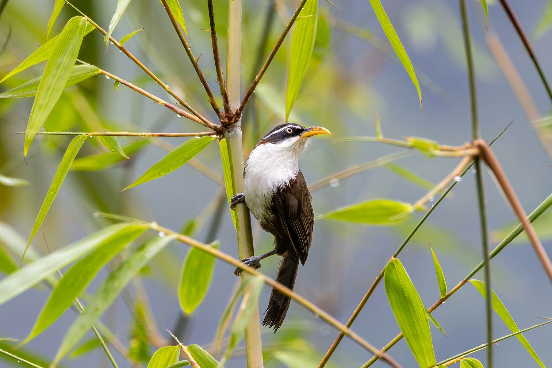 White-browed Scimitar Babbler (image by Nik Borrow)