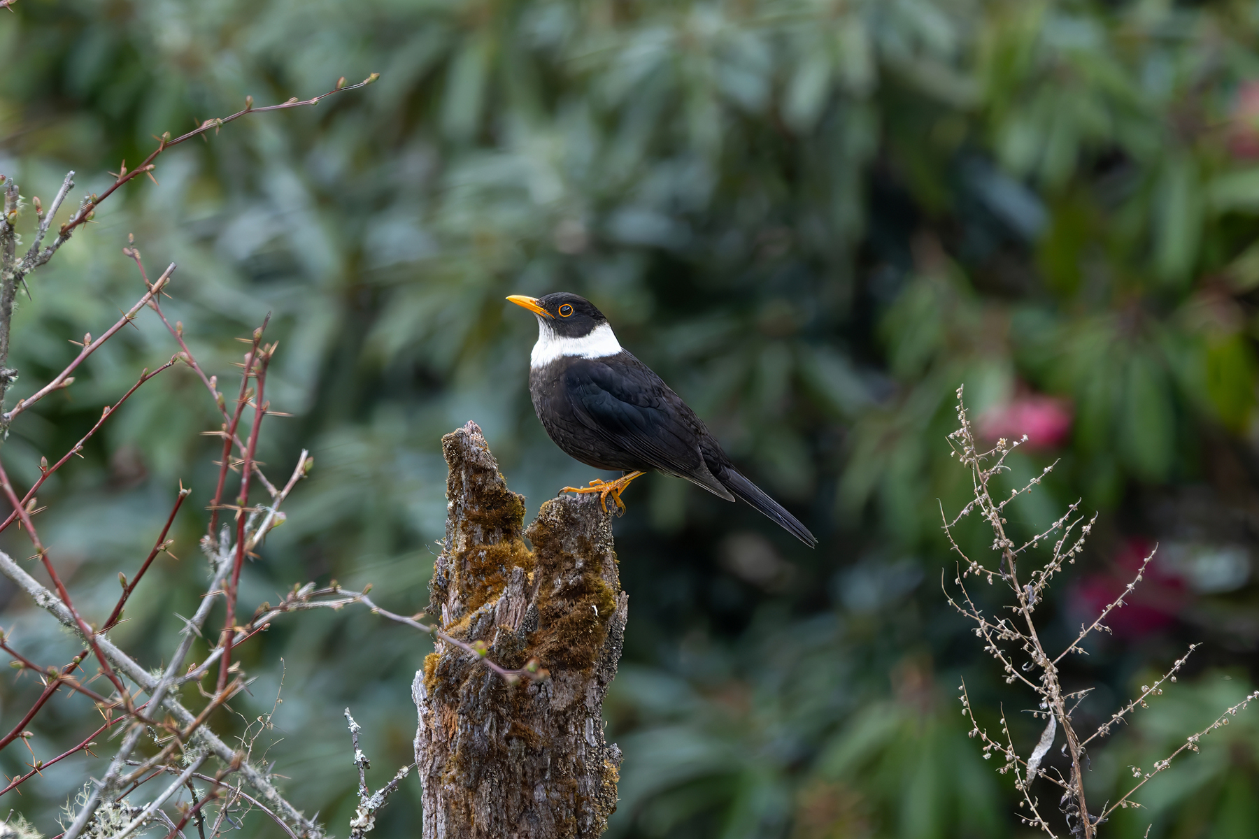 male White-collared Blackbird (image by Nik Borrow)