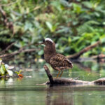 White-crested Tiger Heron (image by Tomas Carlberg)