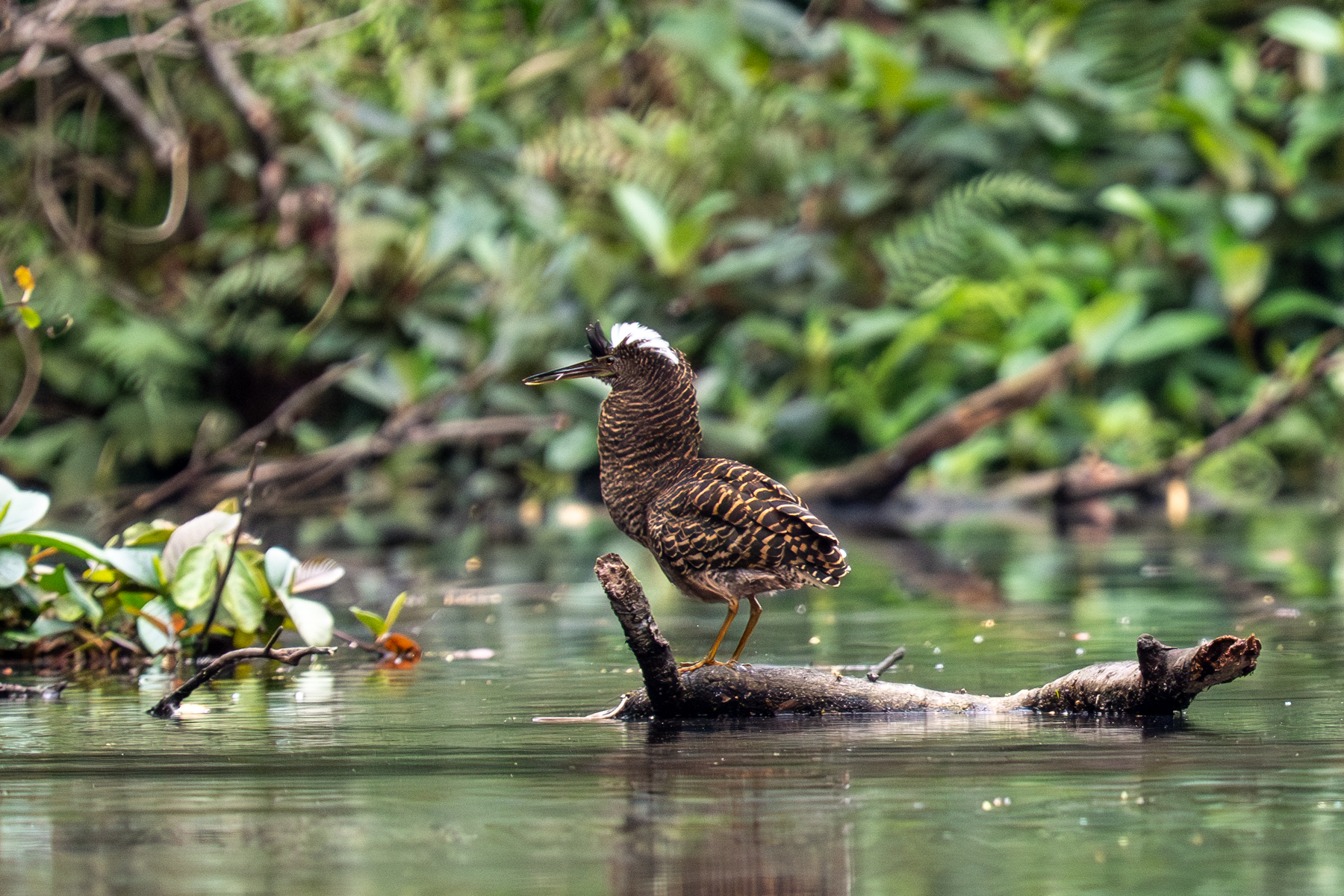 White-crested Tiger Heron (image by Tomas Carlberg)
