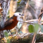White-headed Robin Chat (image by Janos Olah)