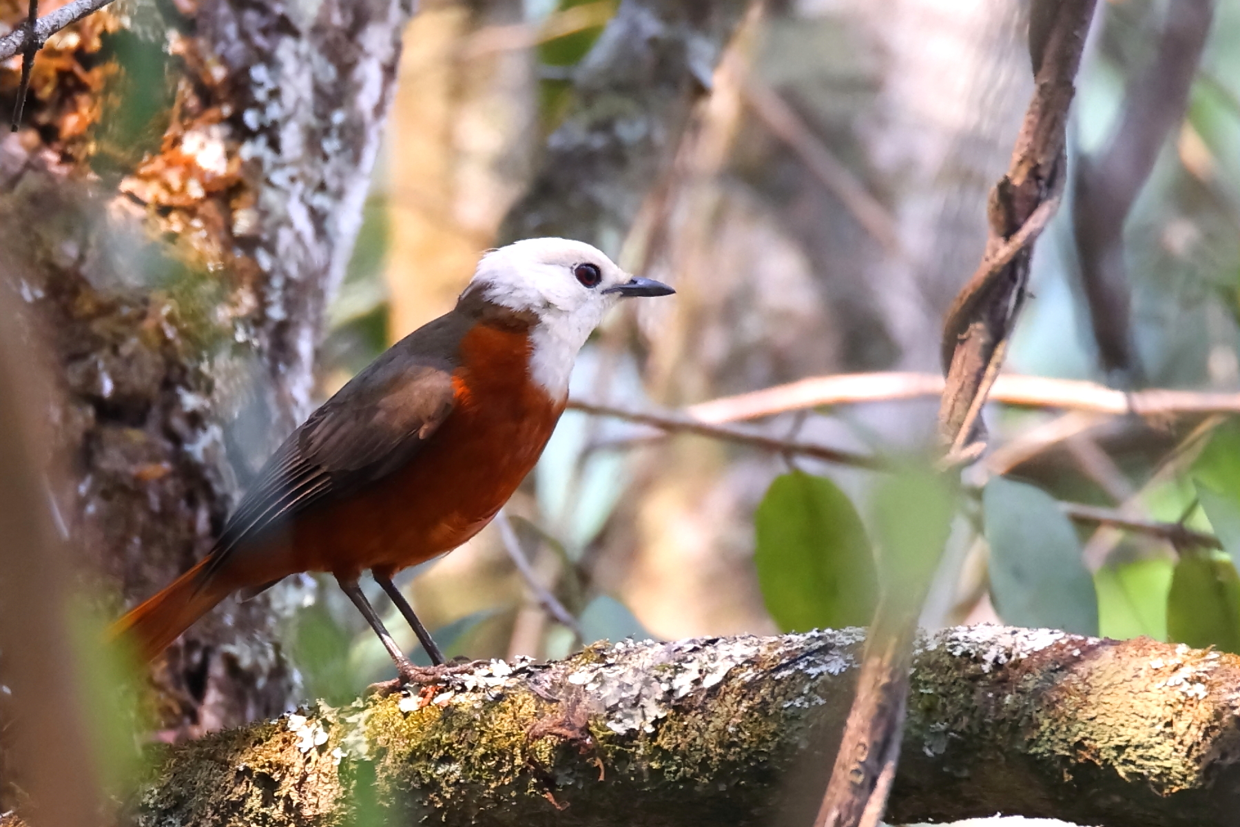 White-headed Robin Chat (image by Janos Olah)