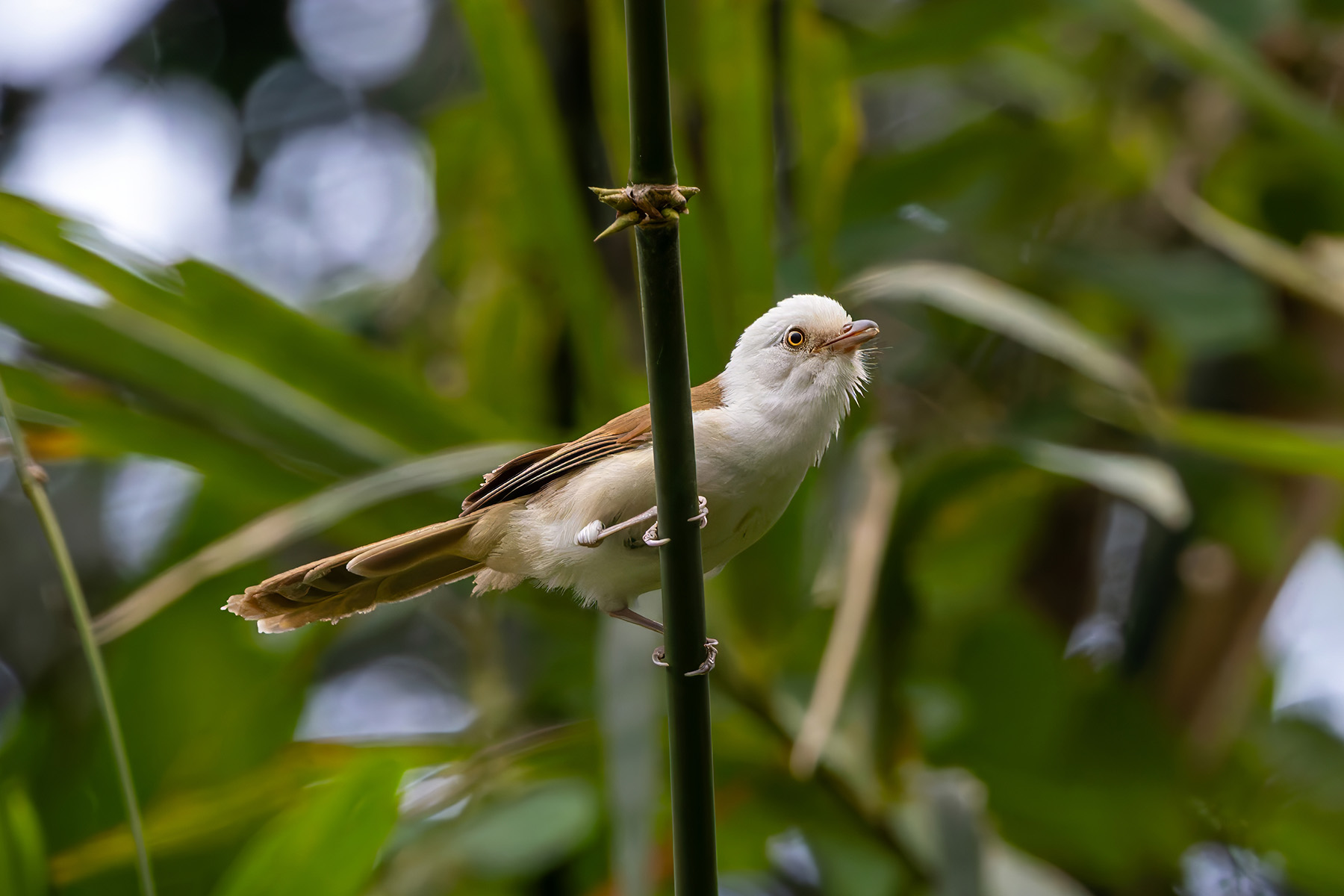 White-hooded Babbler (image by Nik Borrow)
