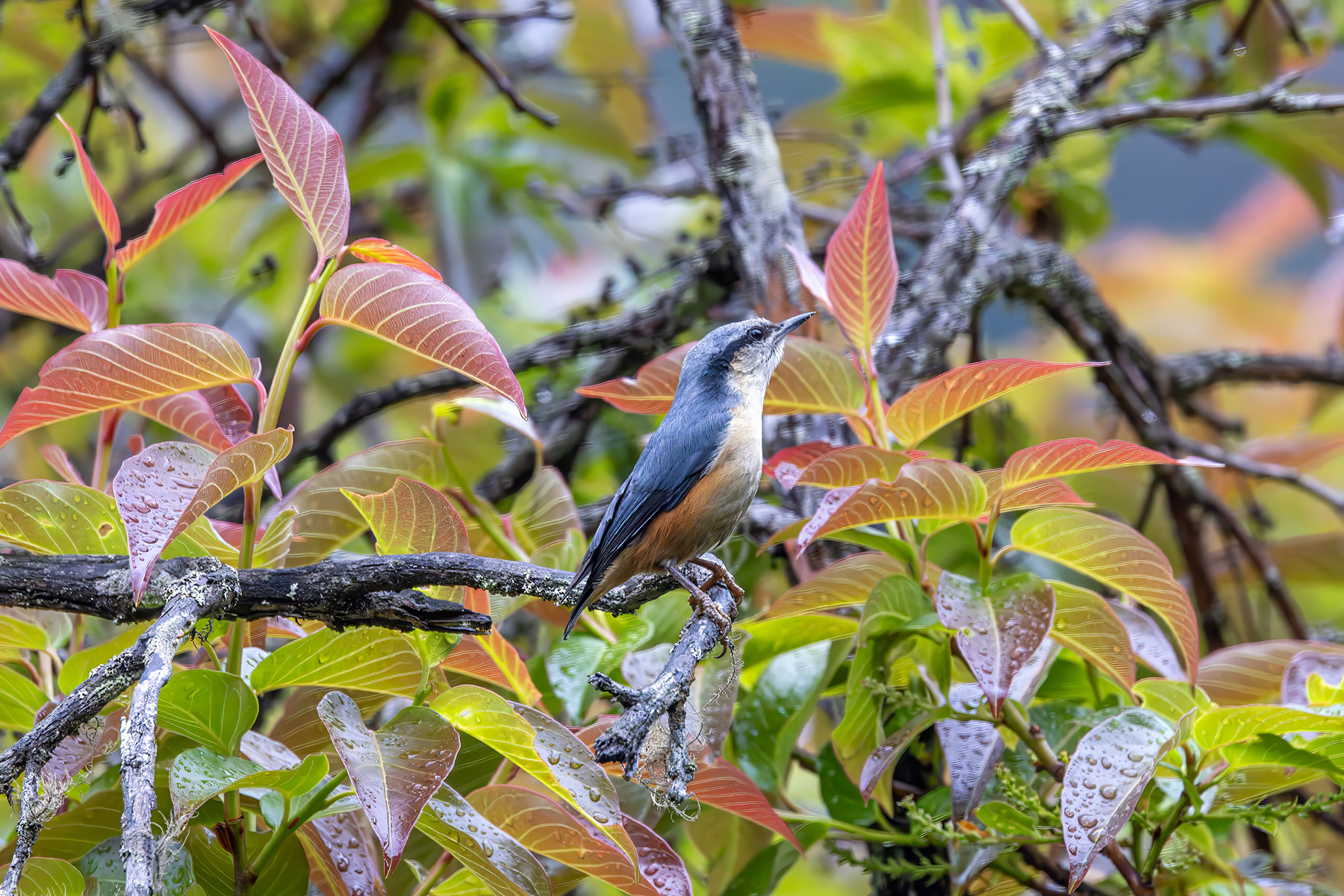 White-tailed Nuthatch (image by Nik Borrow)
