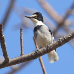 White-tailed Shrike (image by Janos Olah)