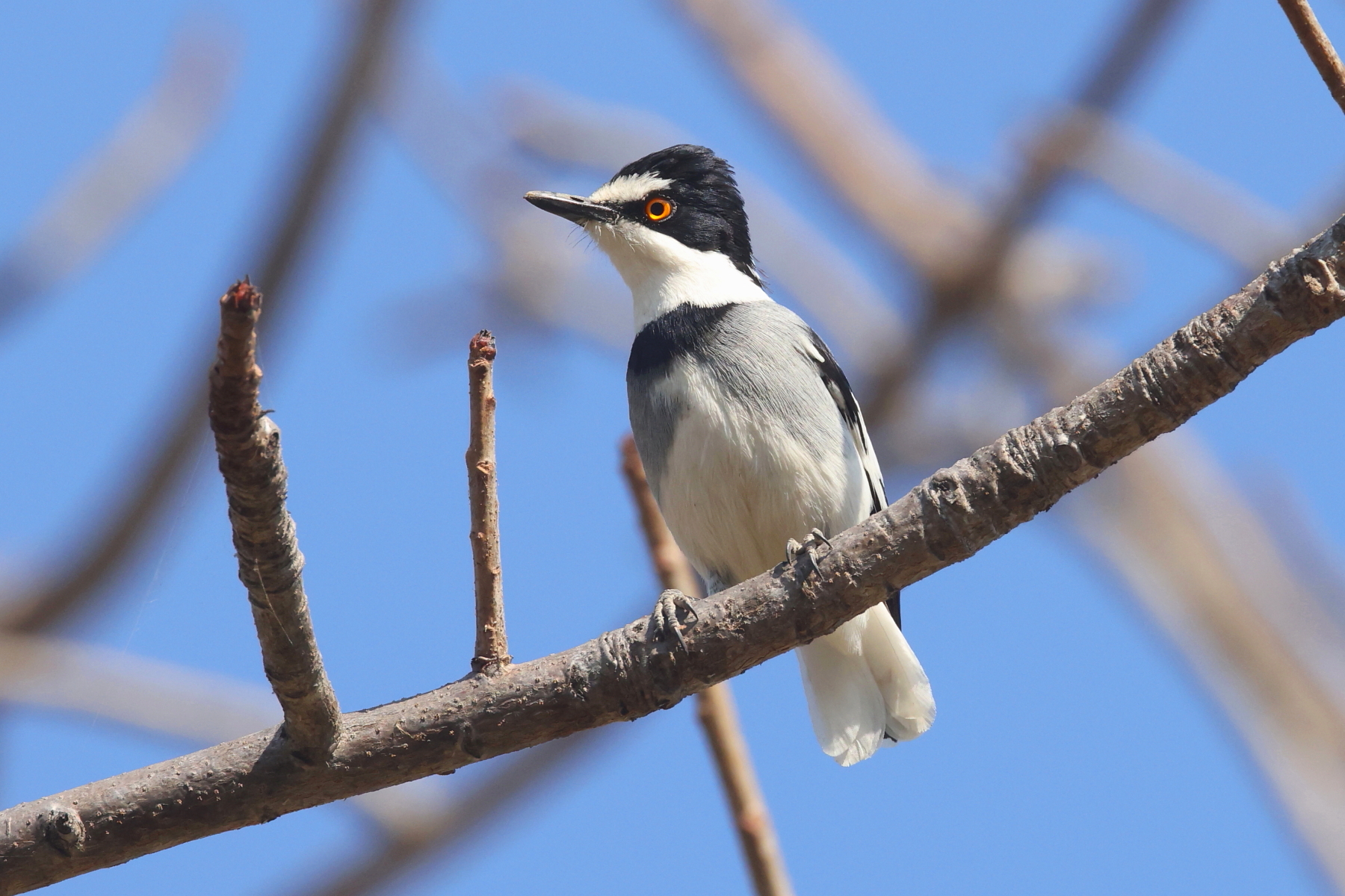 White-tailed Shrike (image by Janos Olah)