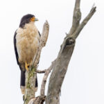 White-throated Caracara (image by Mike Watson)