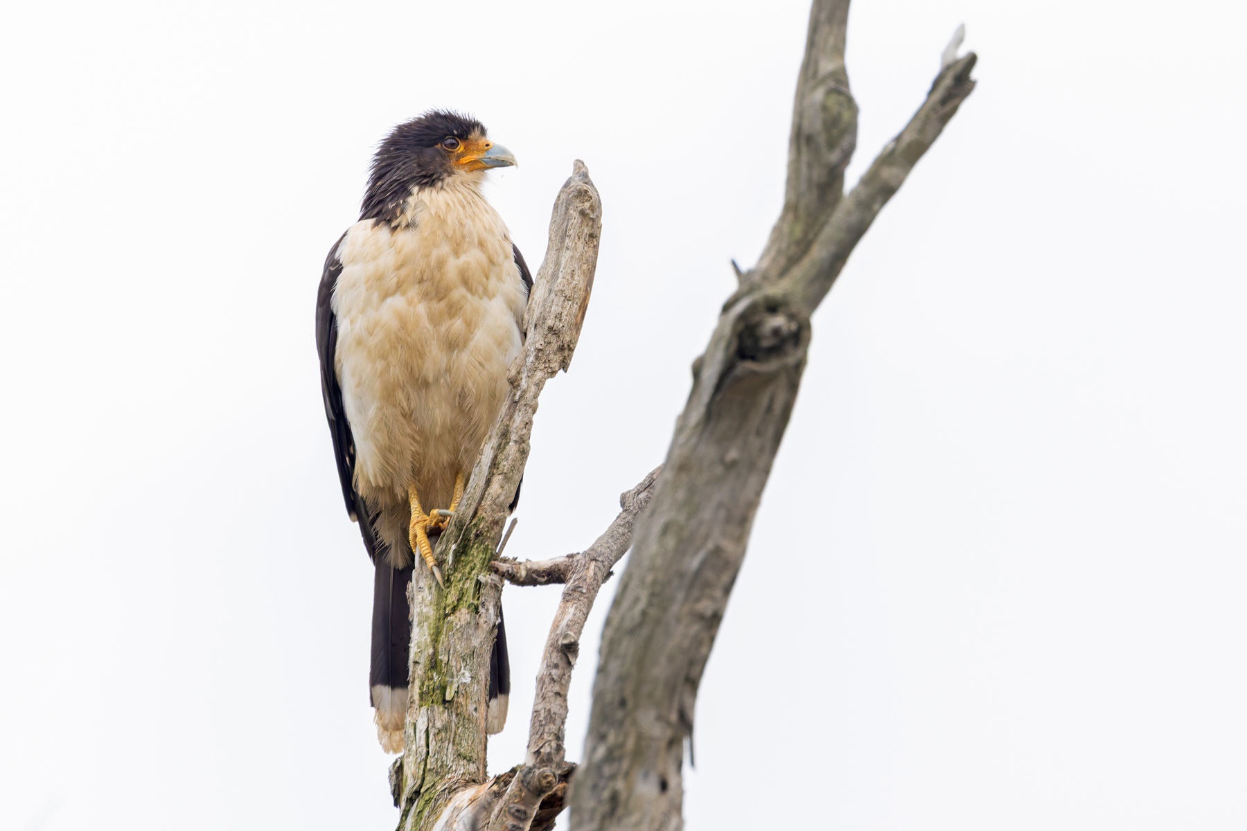 White-throated Caracara (image by Mike Watson)