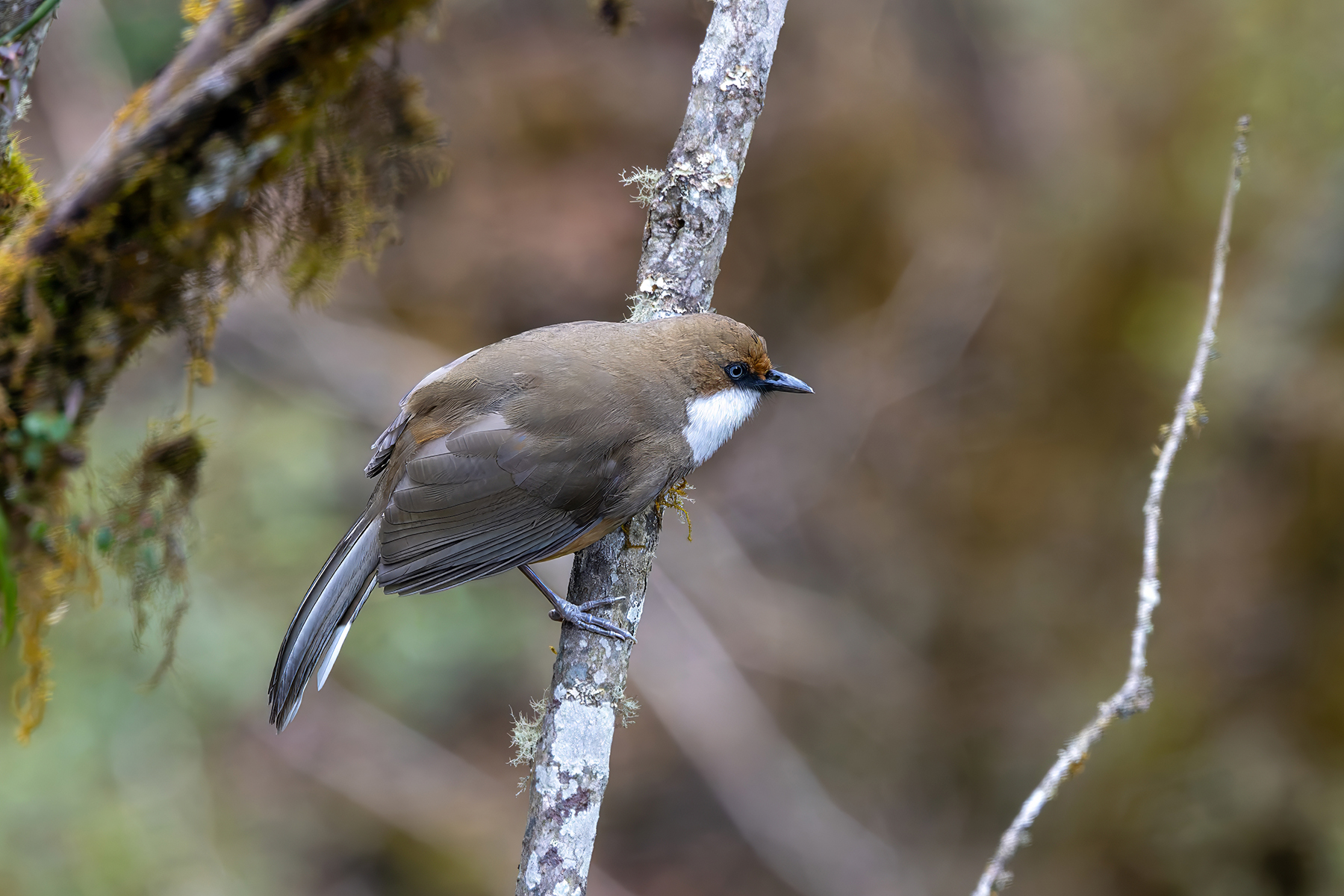 White-throated Laughingthrush (image by Nik Borrow)