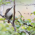 White-throated Treerunner (image by Mike Watson)
