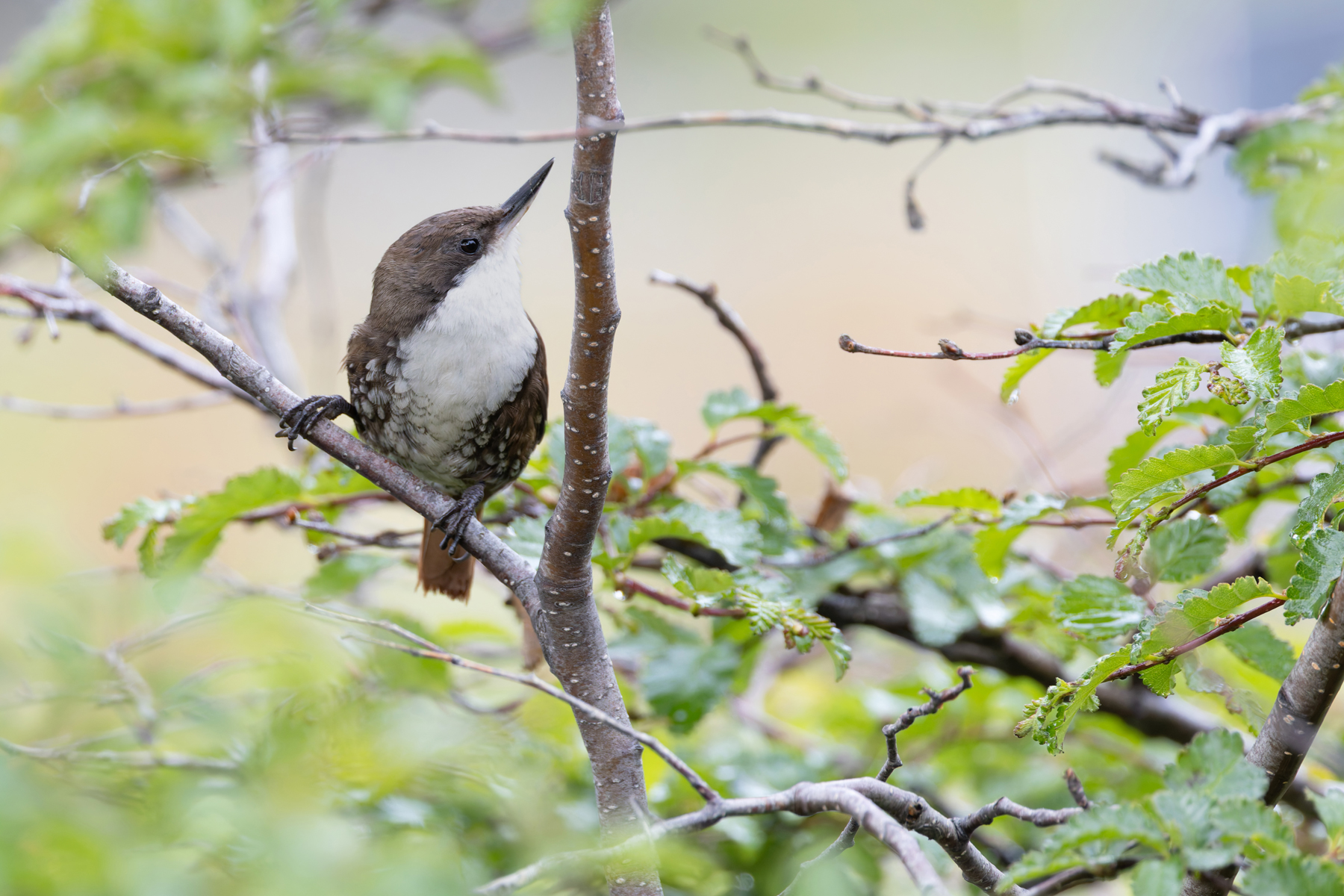 White-throated Treerunner (image by Mike Watson)