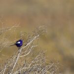 White-winged Fairywren (image by Michael Greenshields)