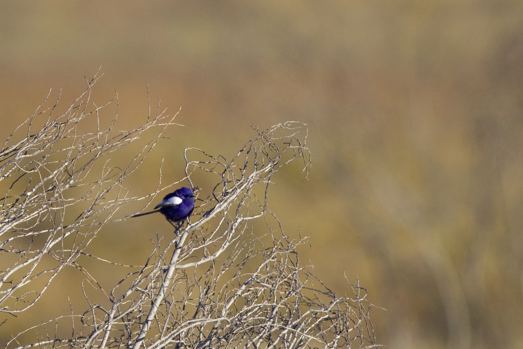 White-winged Fairywren (image by Michael Greenshields)