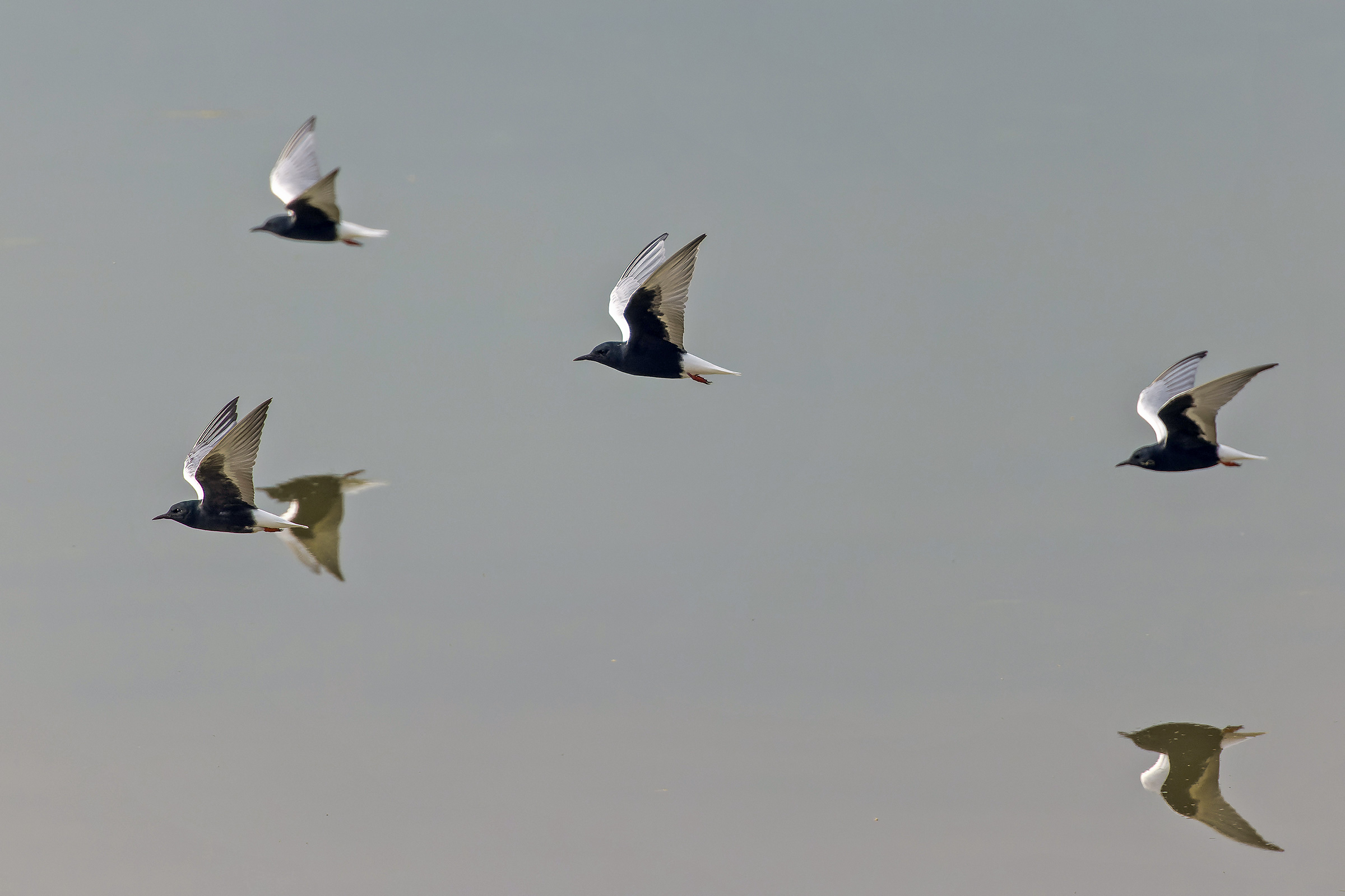 White-winged Terns (image by Pete Morris)