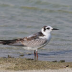 White-winged Tern (image by Hannu Jännes)