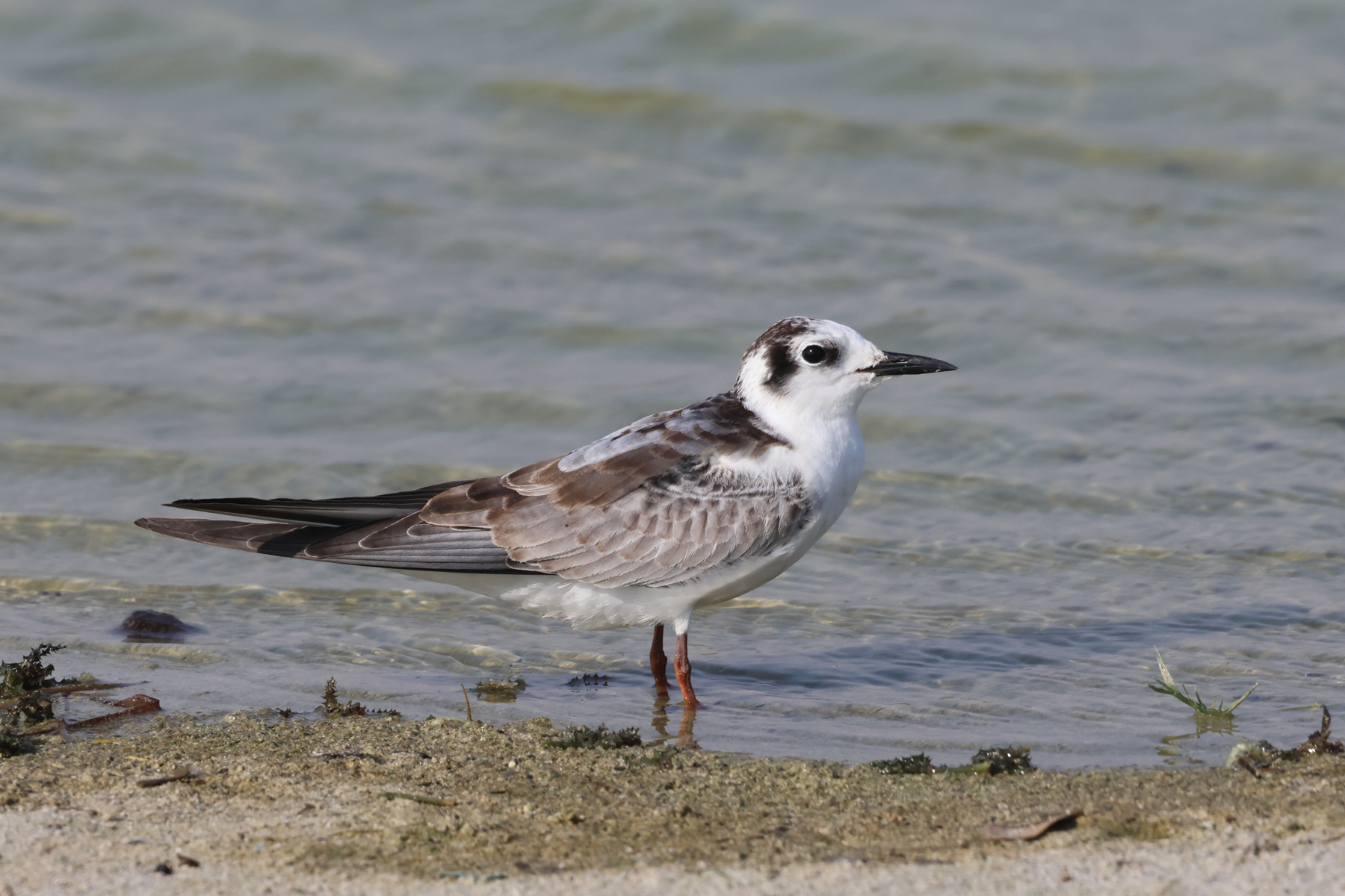 White-winged Tern (image by Hannu Jännes)