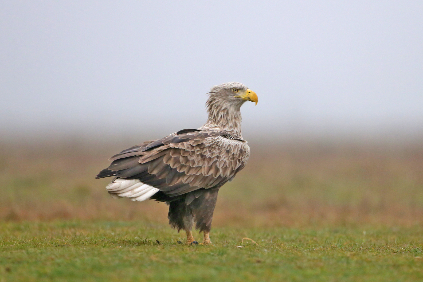 White-tailed Eagle (image by János Oláh)