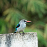 Woodland Kingfisher (image by Mark Van Beirs)