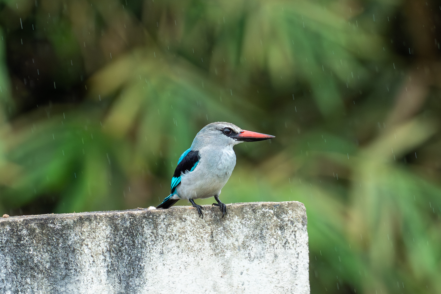 Woodland Kingfisher (image by Mark Van Beirs)