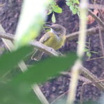 Yellow Longbill (image by Janos Olah)