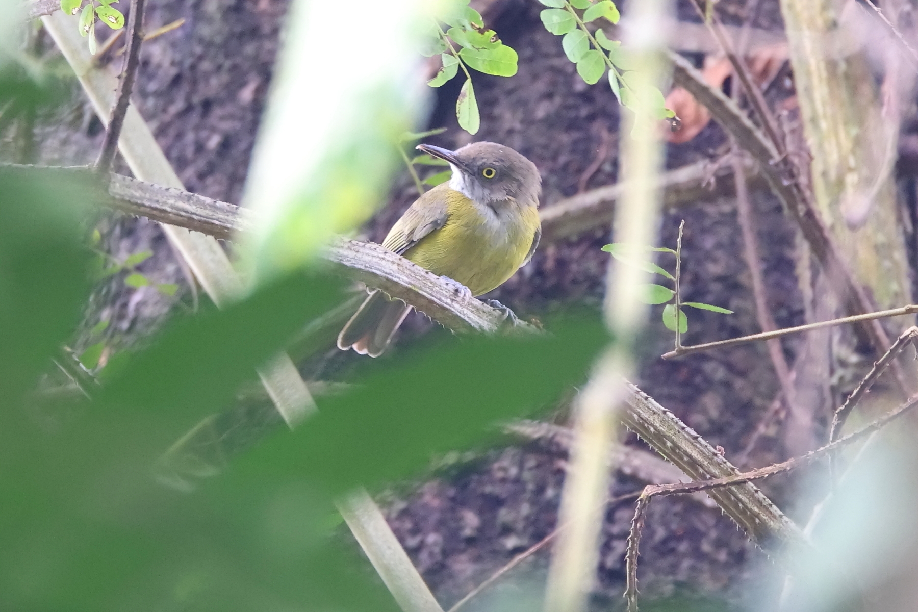Yellow Longbill (image by Janos Olah)