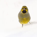 Yellow-bridled Finch (image by Mike Watson)