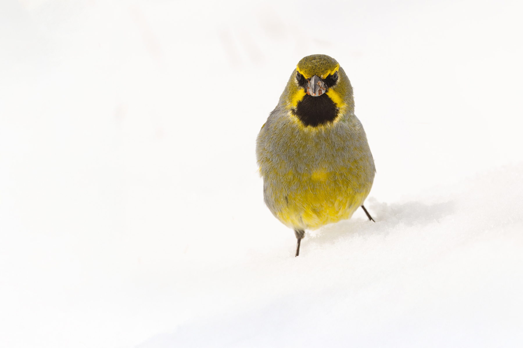 Yellow-bridled Finch (image by Mike Watson)