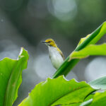 Yellow-browed Camaroptera (image by Mark Van Beirs)