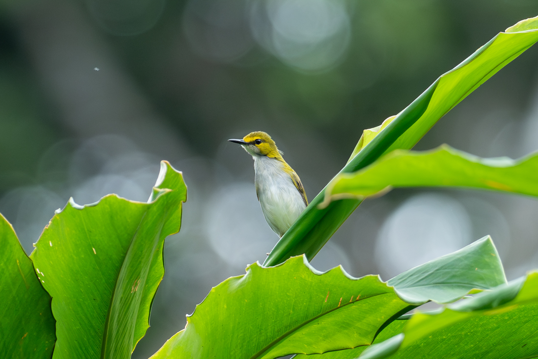 Yellow-browed Camaroptera (image by Mark Van Beirs)