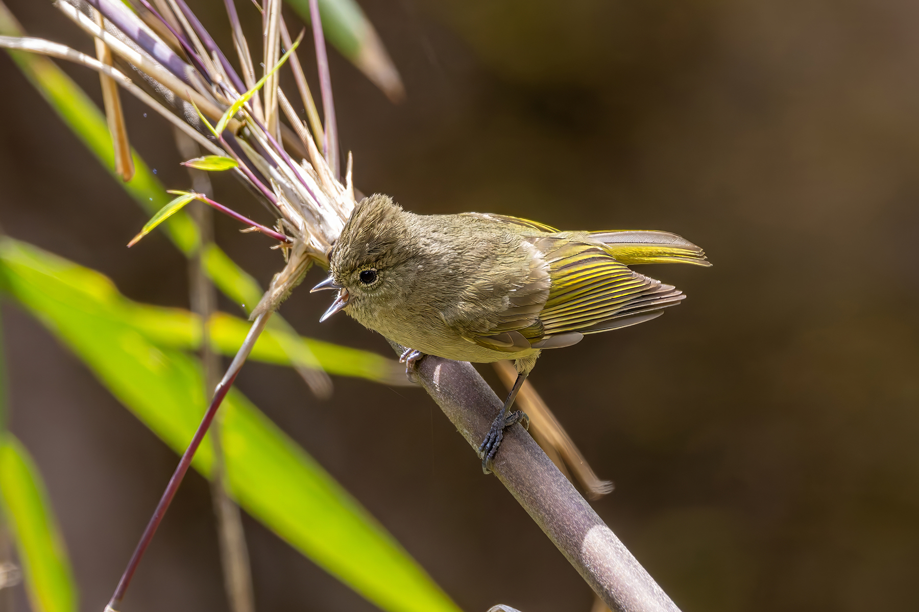 Yellow-browed Tit (image by Nik Borrow)