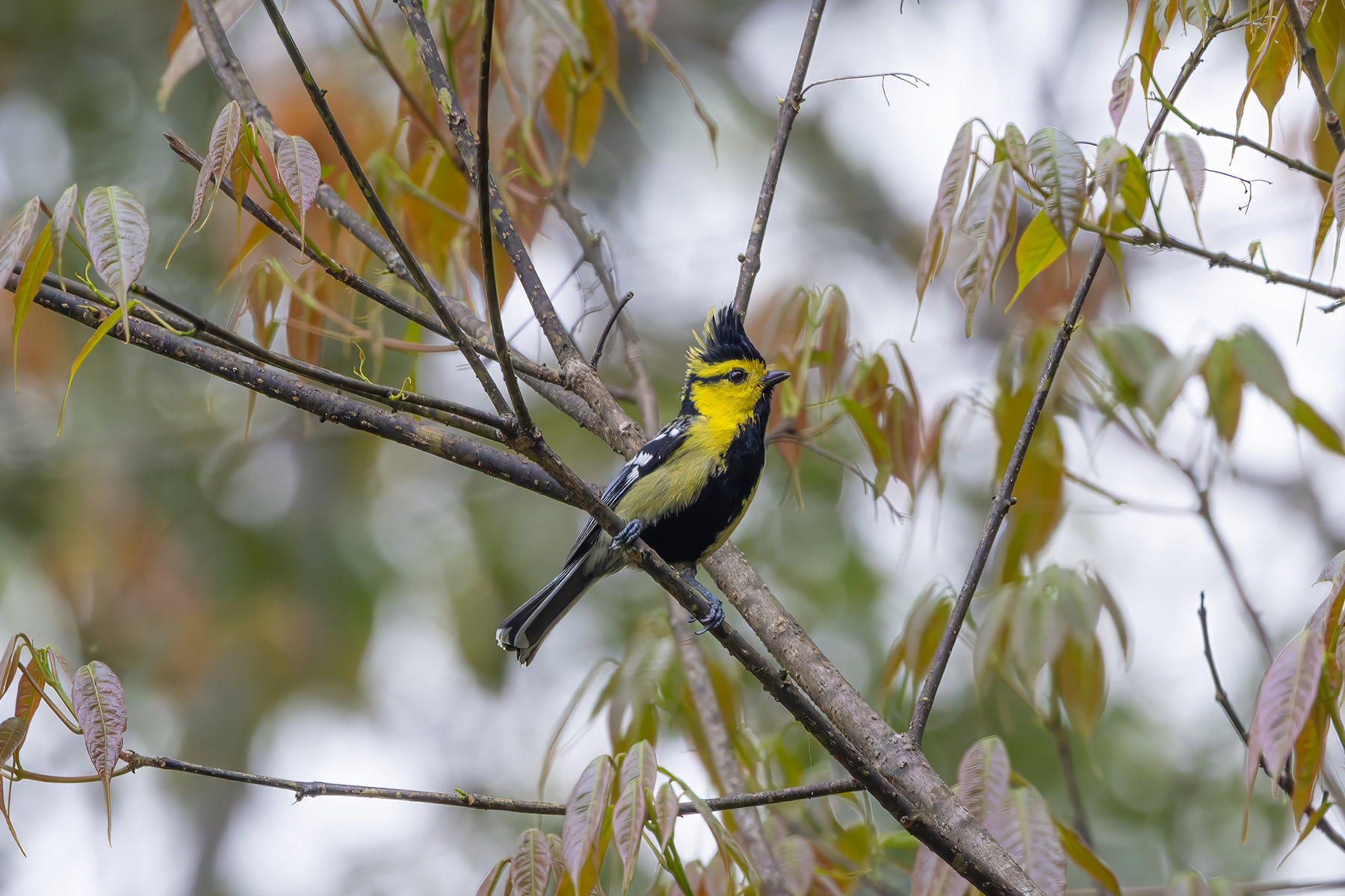 Yellow-cheeked Tit (image by Nik Borrow)