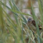 Yellow-rumped Mannikin (image by Michael Greenshields)