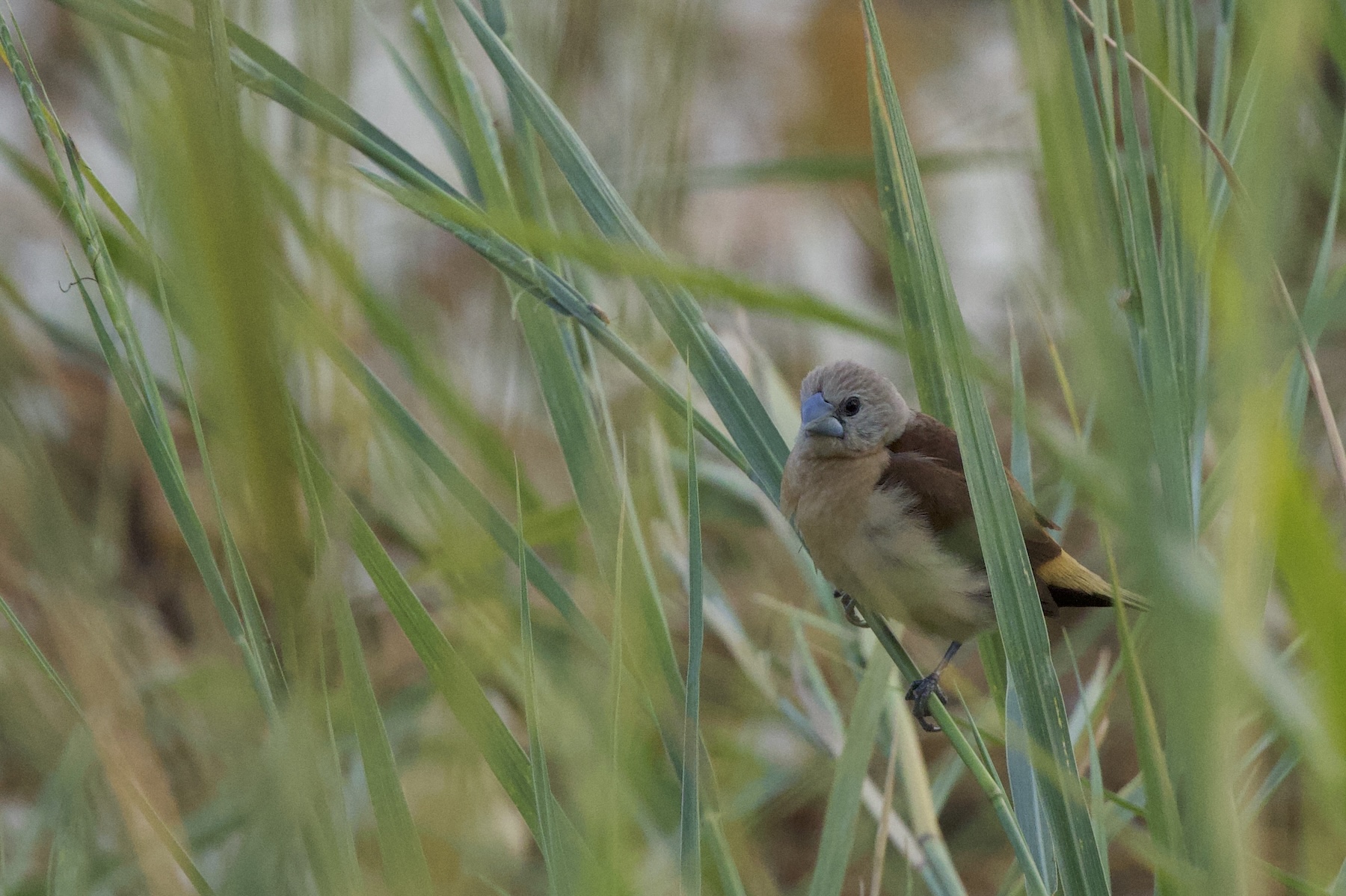 Yellow-rumped Mannikin (image by Michael Greenshields)