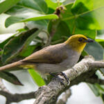 Yellow-throated Bulbul (image by Dave Farrow)