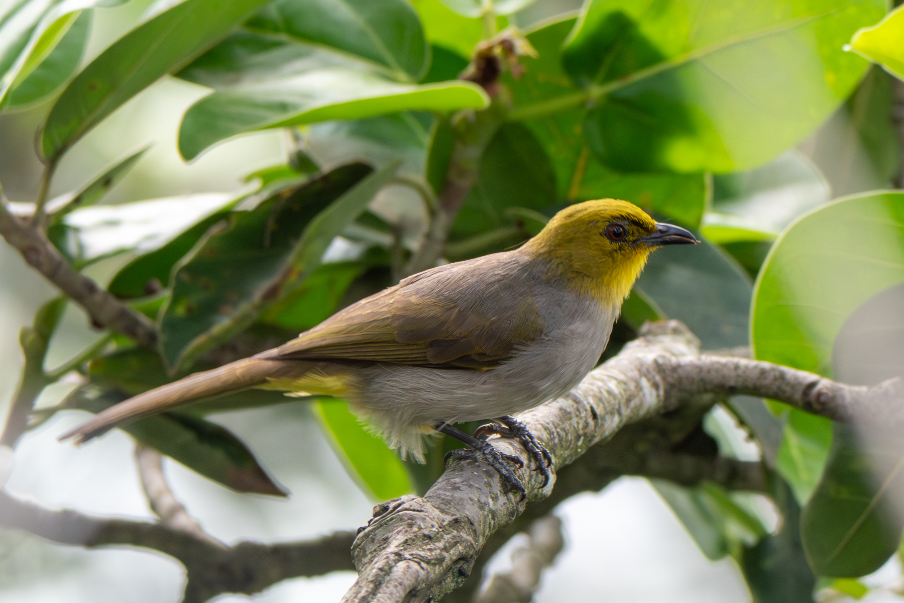 Yellow-throated Bulbul (image by Dave Farrow)