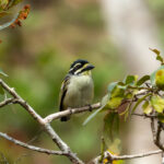 Yellow-throated Tinkerbird (image by Mark Van Beirs)