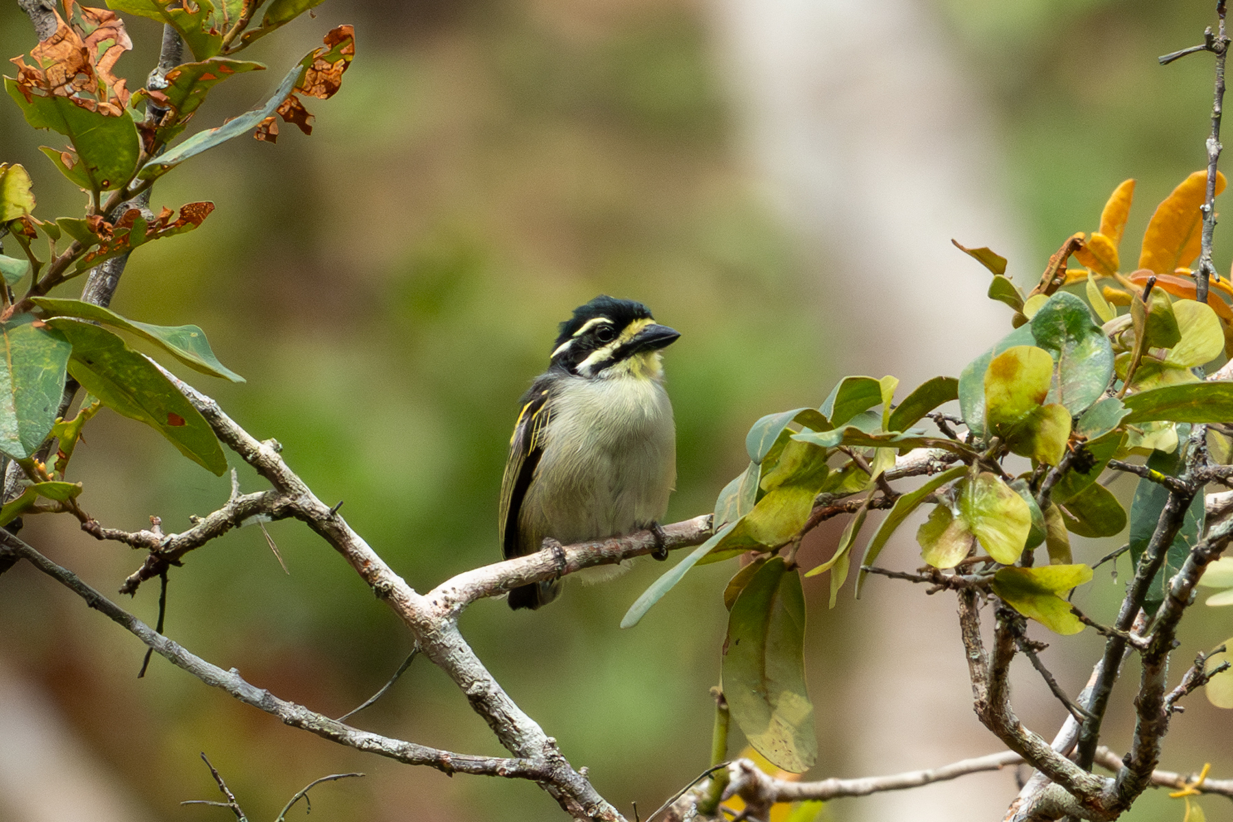 Yellow-throated Tinkerbird (image by Mark Van Beirs)