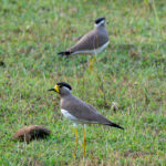Yellow-wattled Lapwings (image by Dave Farrow)