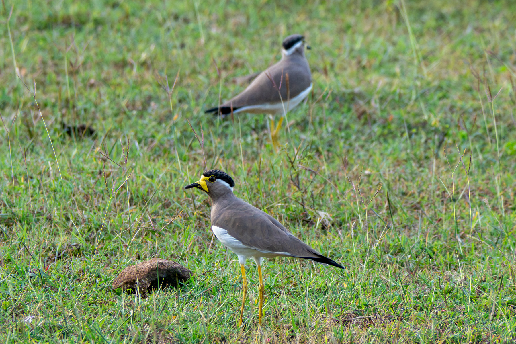 Yellow-wattled Lapwings (image by Dave Farrow)