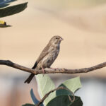 Yemen Serin (image by Hannu Jännes)