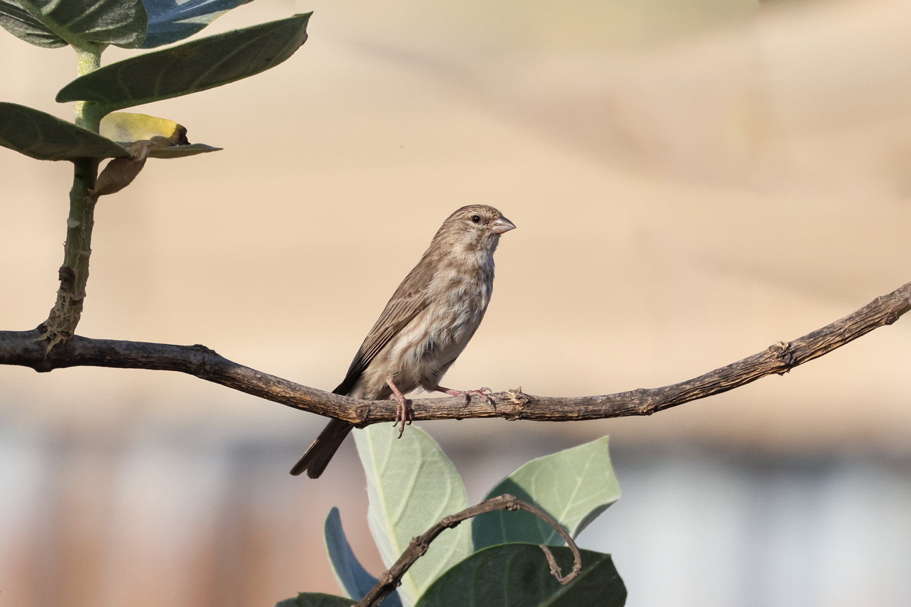 Yemen Serin (image by Hannu Jännes)