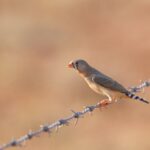 Zebra Finch (image by Michael Greenshields)